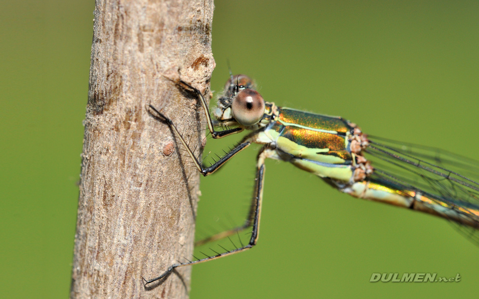 Common spreadwing (female, Lestes sponsa)